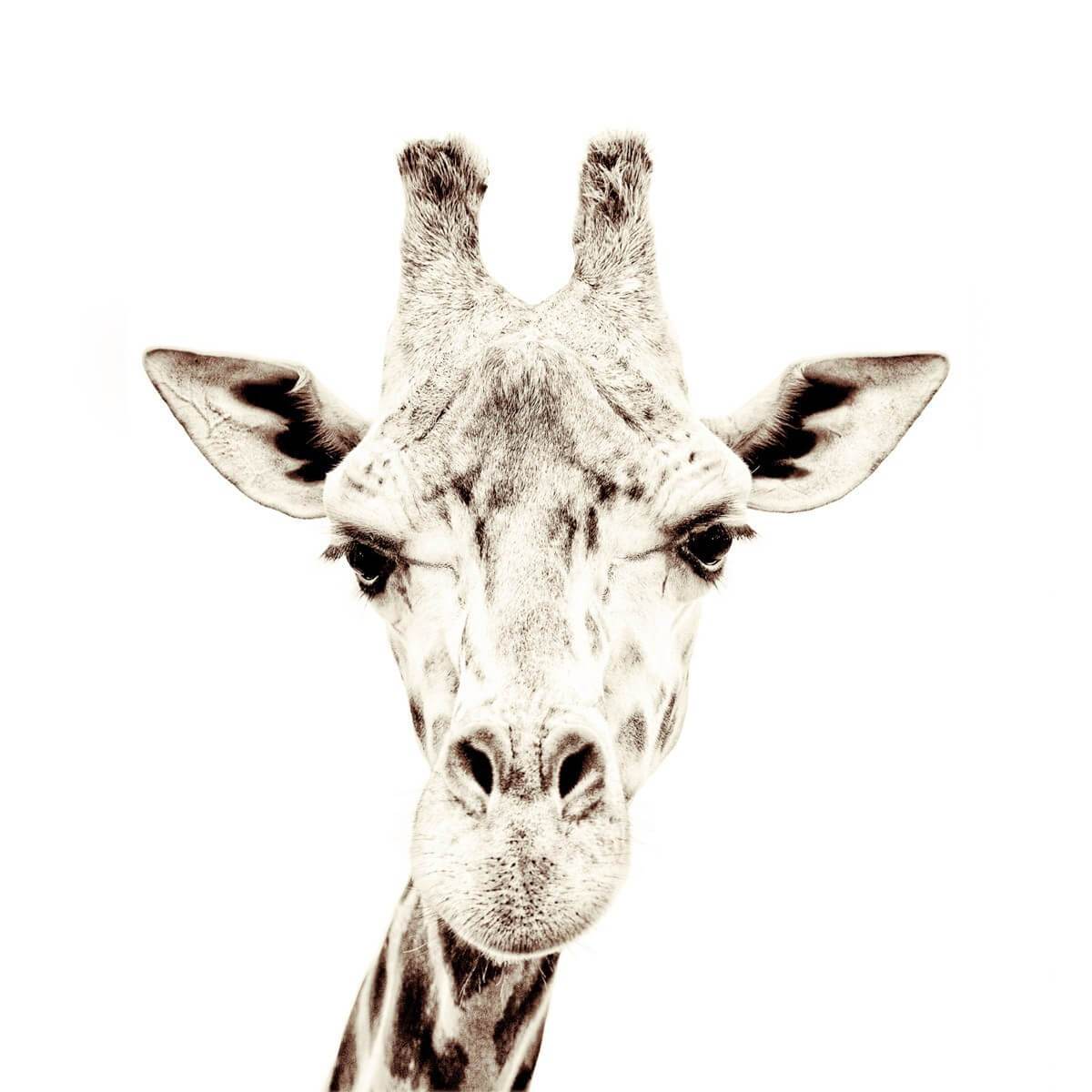 Papier peint magnétique Girafe Groovy Magnets